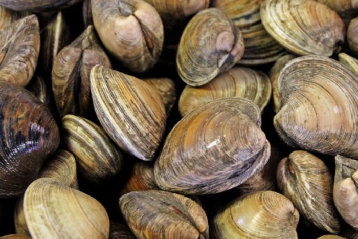 Buy Little Neck Clams Online | Mercato