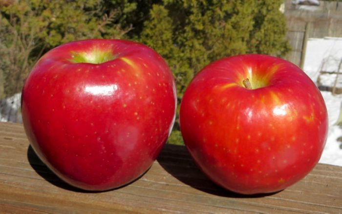 Buy Sugar Bee Apples Online | Mercato