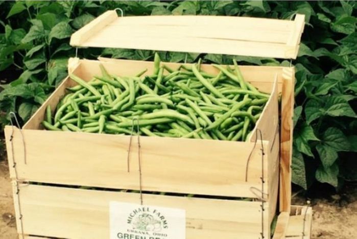 Buy green beans (bushel) Online | Mercato How Much Is A Bushel Of Green Beans