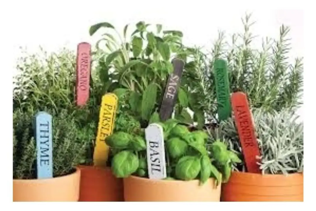 Order Rolling Hills Potted Rosemary Plant food online from Whole Foods Co-Op Denfeld store, Duluth on bringmethat.com