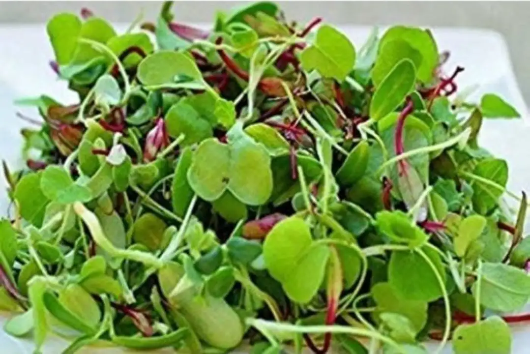 Order Local Tiny Farm Spring in Your Step Microgreens food online from Whole Foods Co-Op Denfeld store, Duluth on bringmethat.com