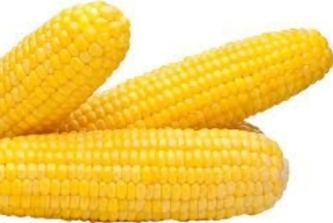 Order Sweet Yellow Corn 3pk-cleaned - 1 Count food online from Holiday farms store, Roslyn Heights on bringmethat.com