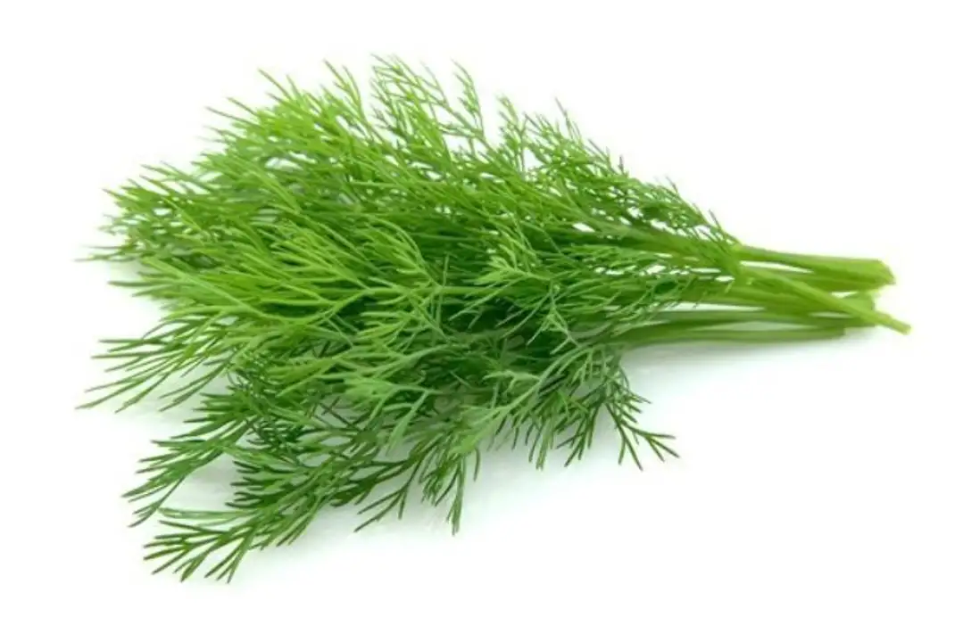 Order Dill - 1 Each food online from Holiday farms store, Roslyn Heights on bringmethat.com