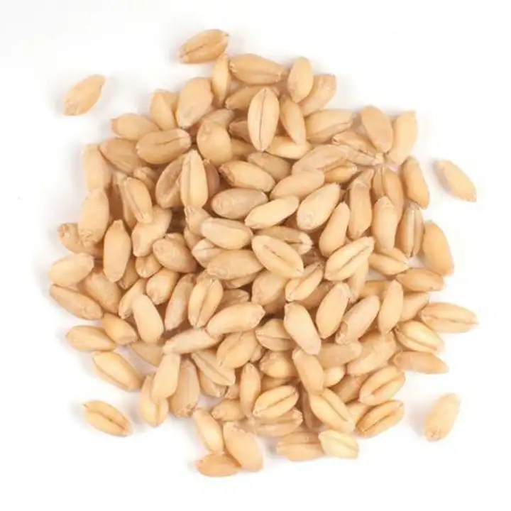 Order Bulk Organic Wheat Berries food online from Whole Foods Co-Op Denfeld store, Duluth on bringmethat.com