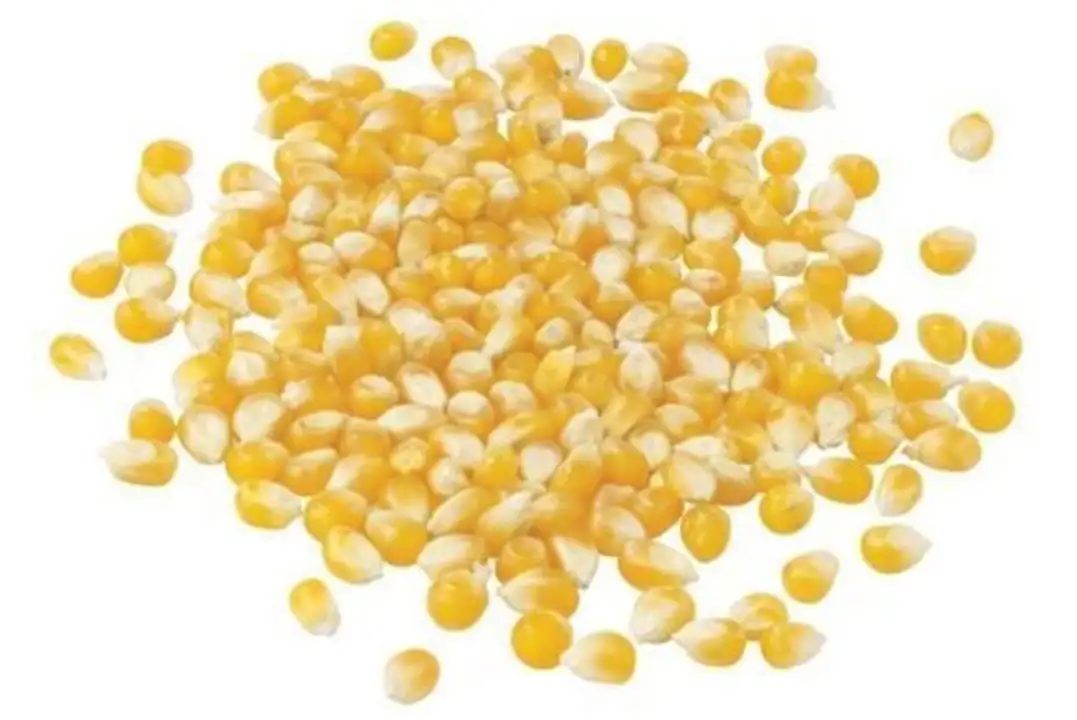 Order Bulk Organic Yellow Popcorn food online from Whole Foods Co-Op Denfeld store, Duluth on bringmethat.com