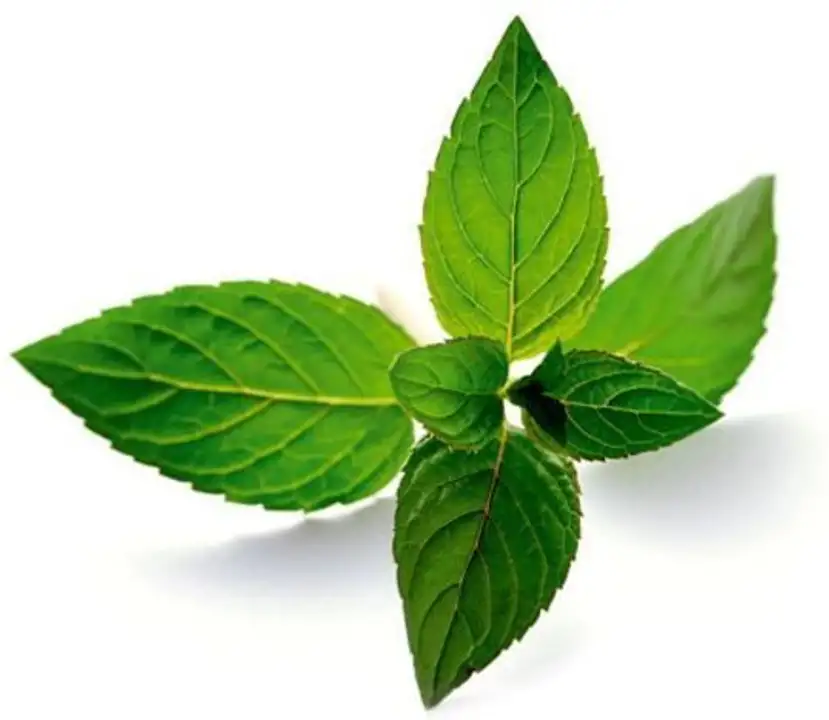 Order Herbs Mint - 1 Each food online from Holiday farms store, Roslyn Heights on bringmethat.com