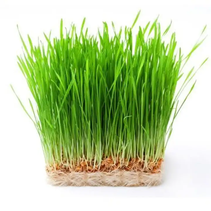 Order Wheatgrass food online from Whole Foods Co-Op Denfeld store, Duluth on bringmethat.com