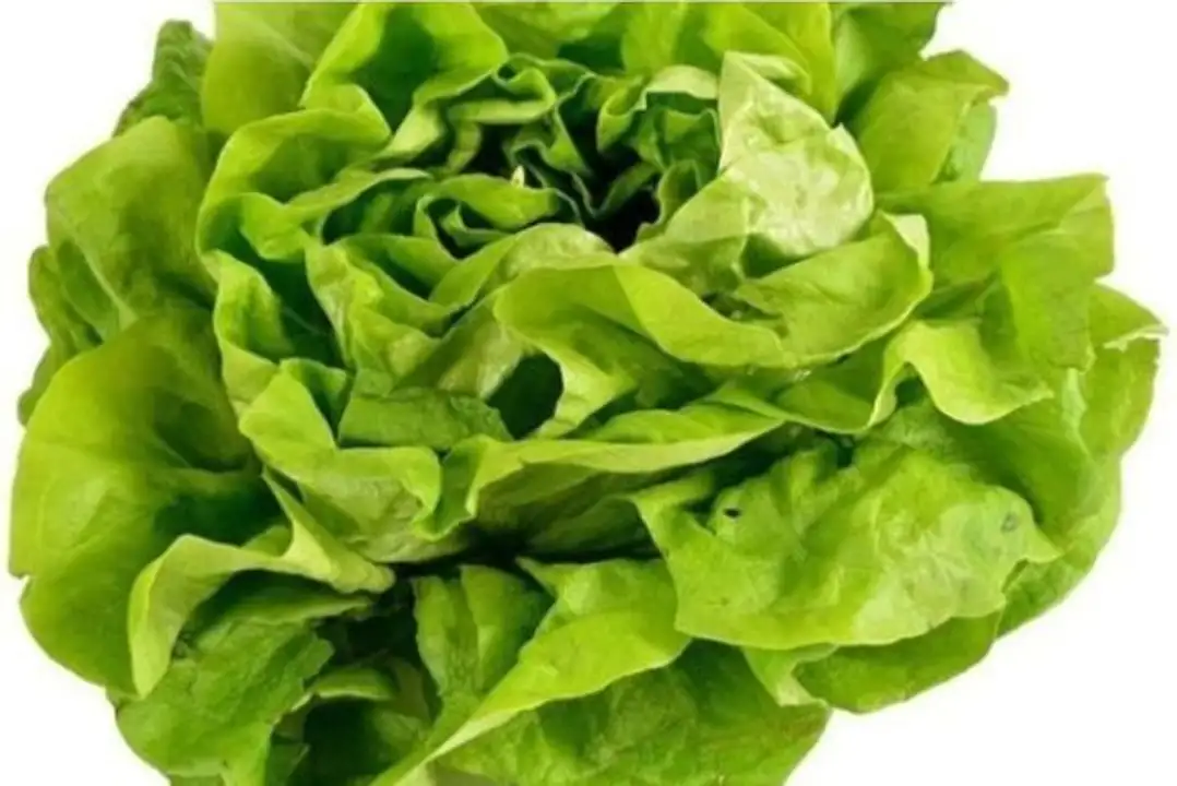 Order Bay Produce Green Living Lettuce Clamshell food online from Whole Foods Co-Op Denfeld store, Duluth on bringmethat.com