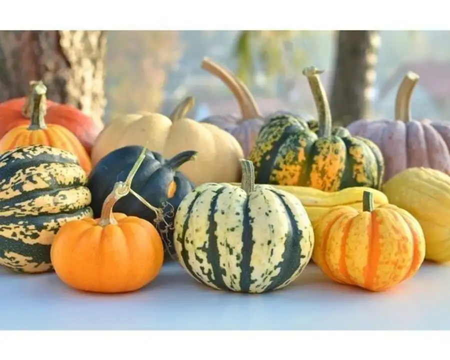 Order Organic Assorted Winter Squash food online from Whole Foods Co-Op Denfeld store, Duluth on bringmethat.com